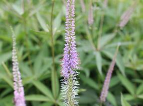 Rozrazilovec viržinský 'Fascination' - Veronicastrum virginicum 'Fascination'