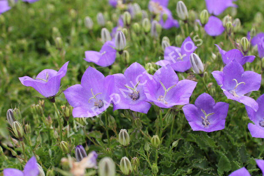 Zvonek karpatský 'Avida Blue' - Campanula carpatica 'Avida Blue'