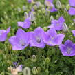 Zvonek karpatský 'Avida Blue' - Campanula carpatica 'Avida Blue'