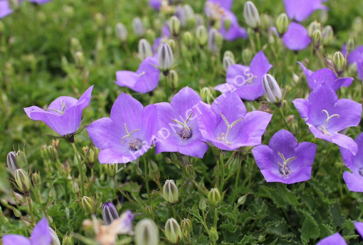 Zvonek karpatský 'Avida Blue' - Campanula carpatica 'Avida Blue'