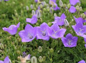 Zvonek karpatský 'Avida Blue' - Campanula carpatica 'Avida Blue'