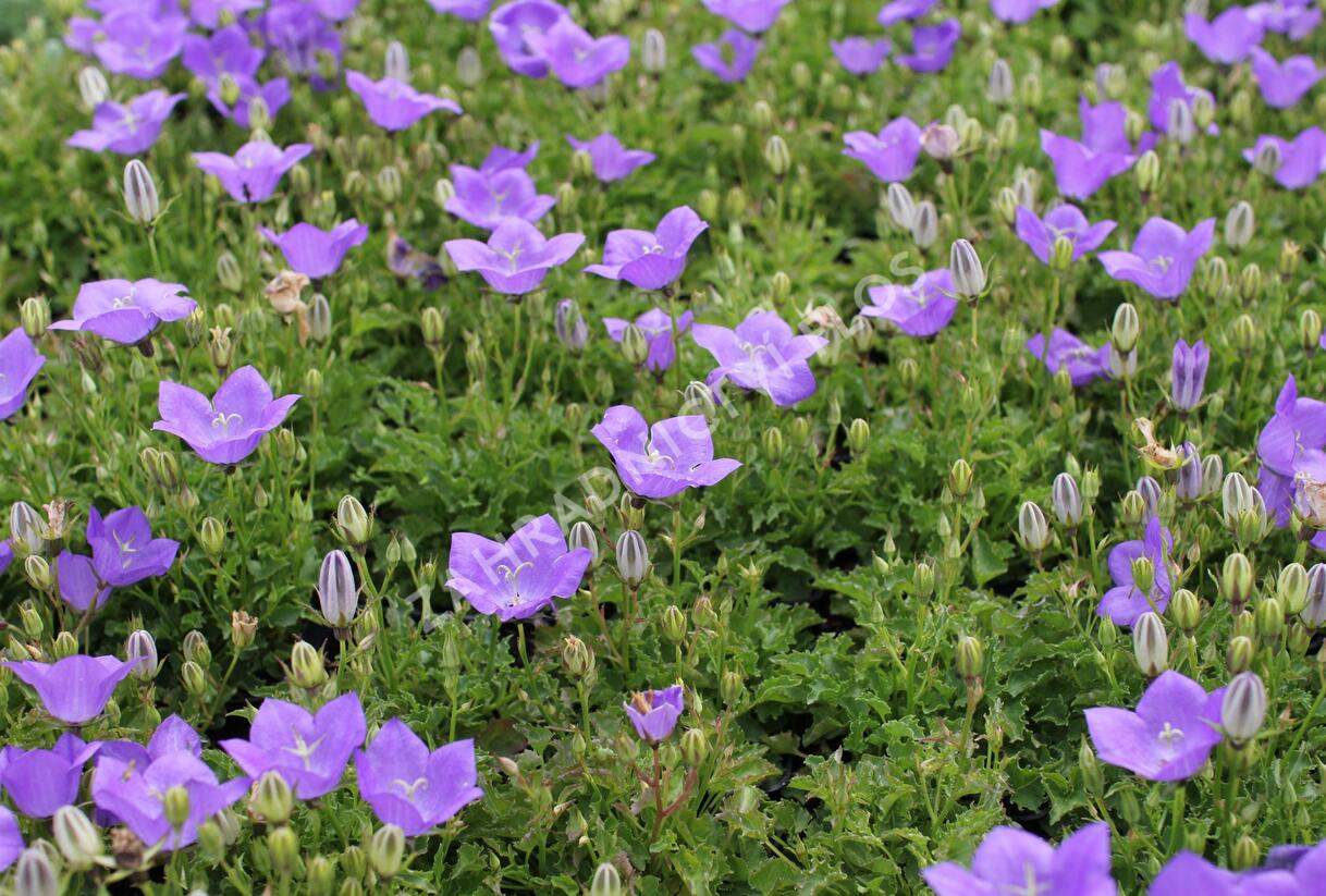 Zvonek karpatský 'Avida Blue' - Campanula carpatica 'Avida Blue'