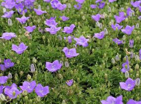 Zvonek karpatský 'Avida Blue' - Campanula carpatica 'Avida Blue'