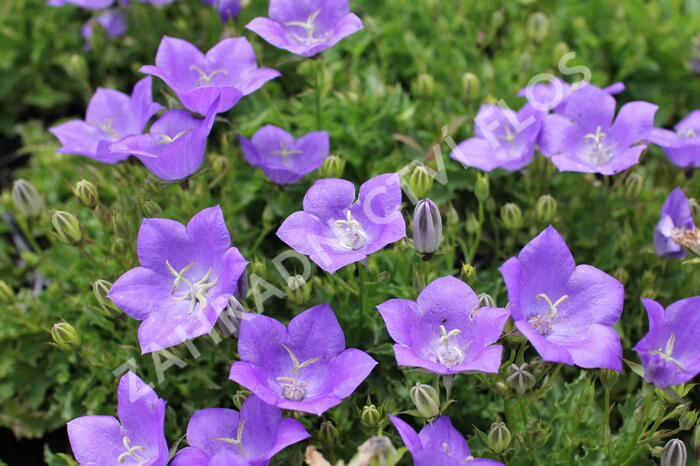 Zvonek karpatský 'Avida Blue' - Campanula carpatica 'Avida Blue'