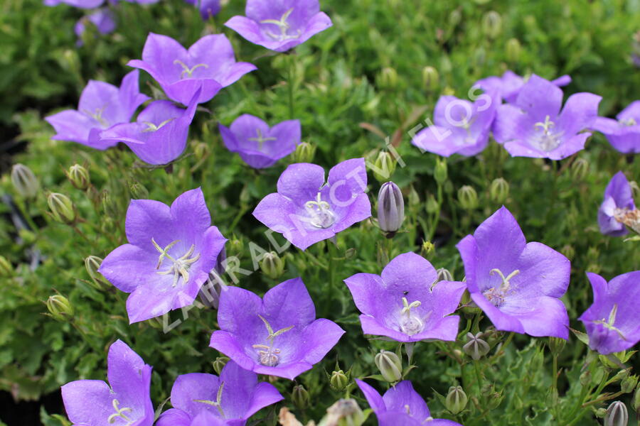 Zvonek karpatský 'Avida Blue' - Campanula carpatica 'Avida Blue'