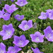 Zvonek karpatský 'Avida Blue' - Campanula carpatica 'Avida Blue'