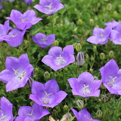 Zvonek karpatský 'Avida Blue' - Campanula carpatica 'Avida Blue'