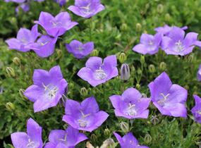 Zvonek karpatský 'Avida Blue' - Campanula carpatica 'Avida Blue'