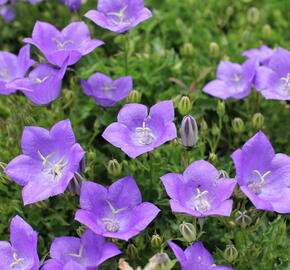 Zvonek karpatský 'Avida Blue' - Campanula carpatica 'Avida Blue'