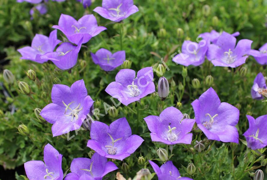 Zvonek karpatský 'Avida Blue' - Campanula carpatica 'Avida Blue'