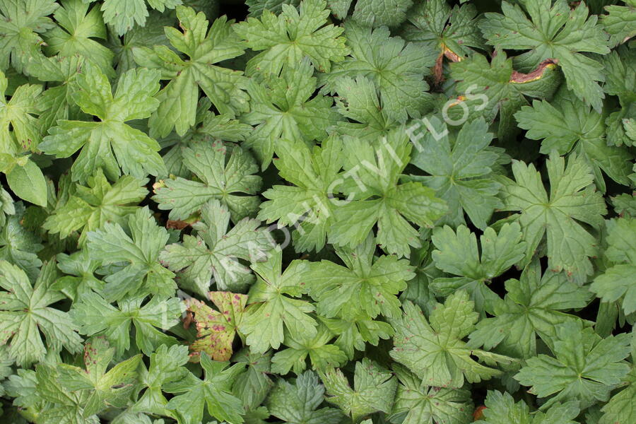 Kakost různobarvý - Geranium versicolor