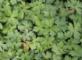 Kakost různobarvý - Geranium versicolor