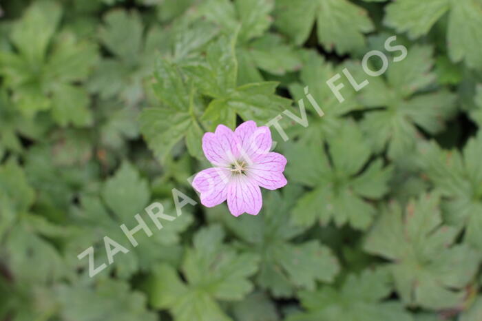 Kakost různobarvý - Geranium versicolor