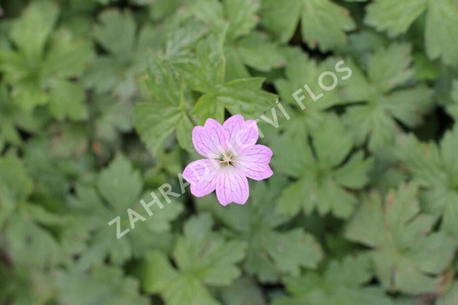 Kakost různobarvý - Geranium versicolor
