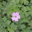 Kakost různobarvý - Geranium versicolor