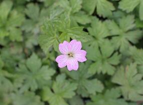 Kakost různobarvý - Geranium versicolor