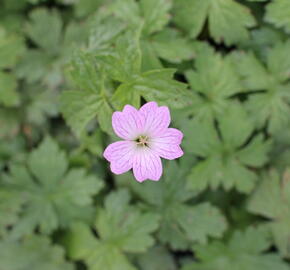 Kakost různobarvý - Geranium versicolor