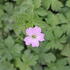 Geranium versicolor.JPG