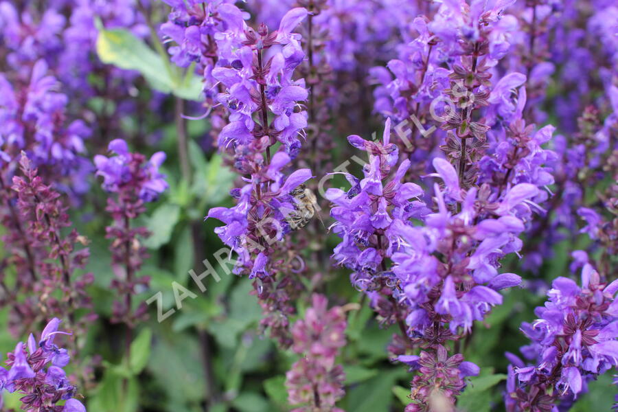 Šalvěj hajní 'Noble Knight' - Salvia nemorosa 'Noble Knight'
