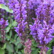 Šalvěj hajní 'Noble Knight' - Salvia nemorosa 'Noble Knight'