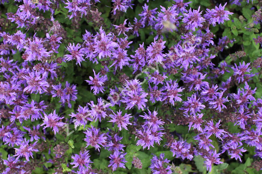 Šalvěj hajní 'Noble Knight' - Salvia nemorosa 'Noble Knight'