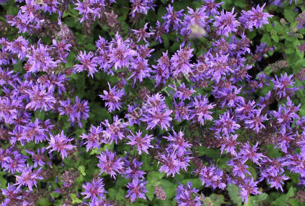 Šalvěj hajní 'Noble Knight' - Salvia nemorosa 'Noble Knight'