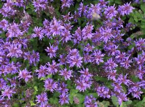 Šalvěj hajní 'Noble Knight' - Salvia nemorosa 'Noble Knight'
