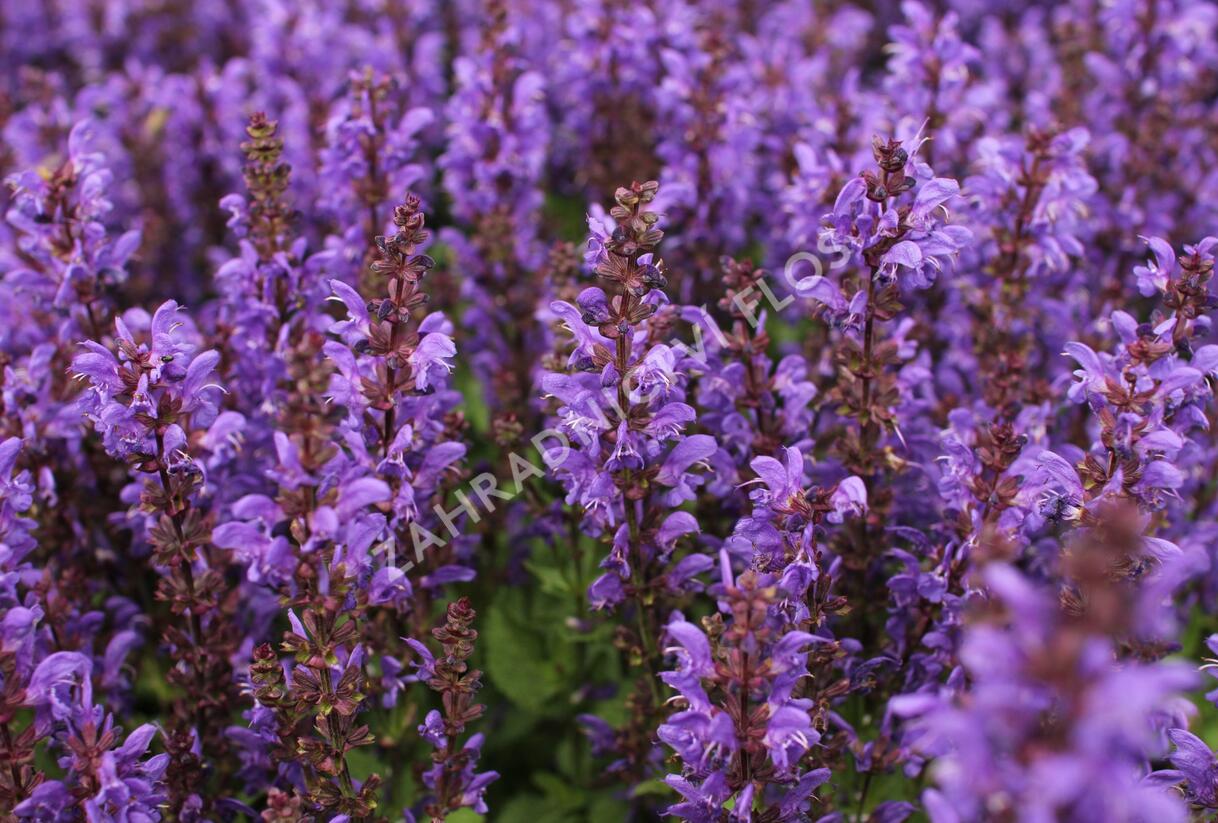 Šalvěj hajní 'Noble Knight' - Salvia nemorosa 'Noble Knight'