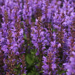 Šalvěj hajní 'Noble Knight' - Salvia nemorosa 'Noble Knight'