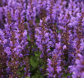 Šalvěj hajní 'Noble Knight' - Salvia nemorosa 'Noble Knight'