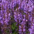 Salvia nemorosa 'Noble Knight'.JPG