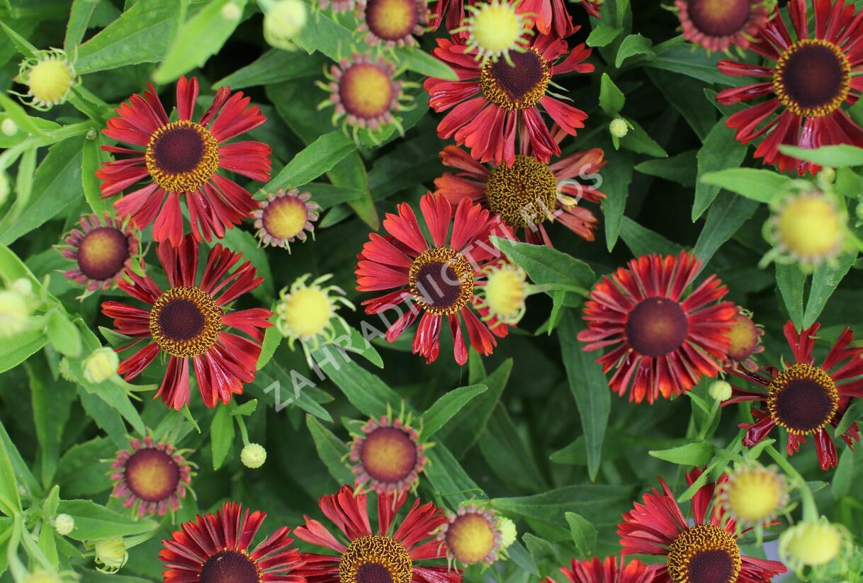 Záplevák podzimní 'Mariach MT Siesta' - Helenium autumnale 'Mariachi MT Siesta'