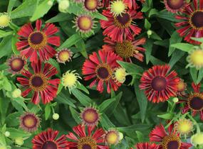 Záplevák podzimní 'Mariach MT Siesta' - Helenium autumnale 'Mariachi MT Siesta'