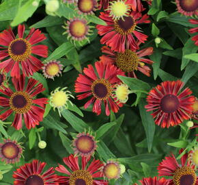 Záplevák podzimní 'Mariach MT Siesta' - Helenium autumnale 'Mariachi MT Siesta'