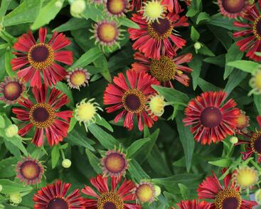 Záplevák podzimní 'Mariach MT Siesta'