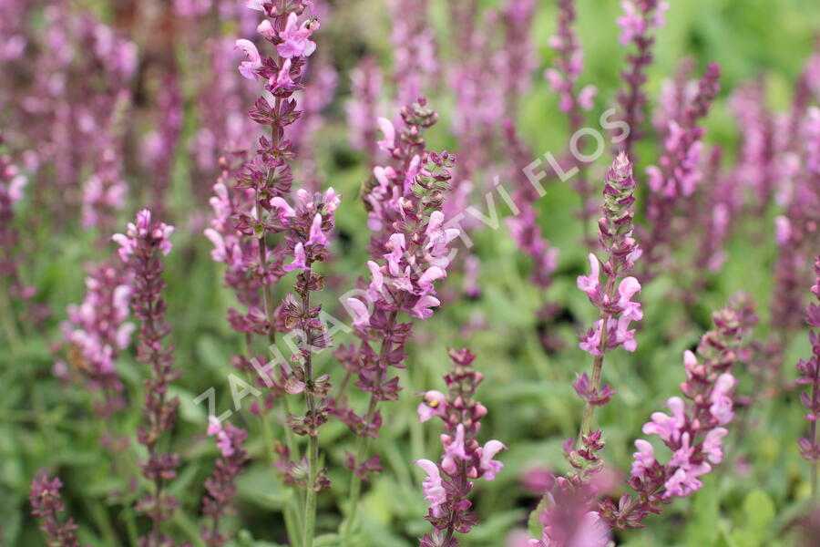 Šalvěj hajní 'Rosa Königin' - Salvia nemorosa 'Rosa Königin'