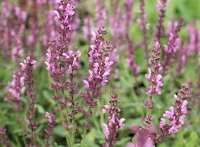 Šalvěj hajní 'Rosa Königin' - Salvia nemorosa 'Rosa Königin'