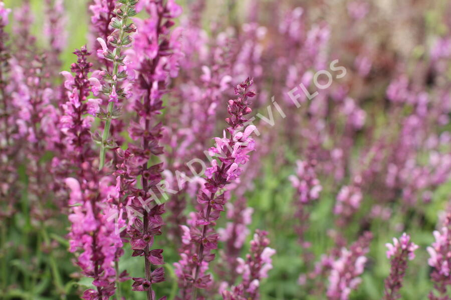 Šalvěj hajní 'Rosa Königin' - Salvia nemorosa 'Rosa Königin'