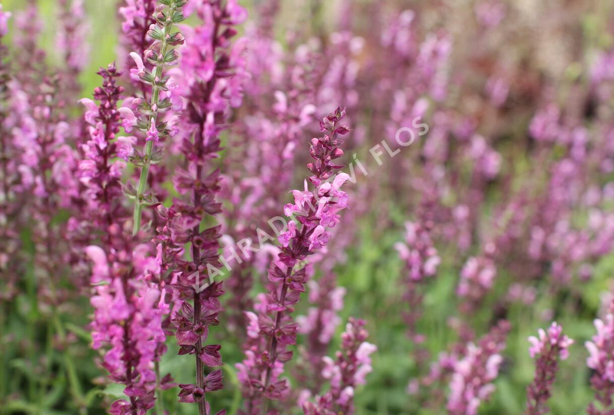 Šalvěj hajní 'Rosa Königin' - Salvia nemorosa 'Rosa Königin'