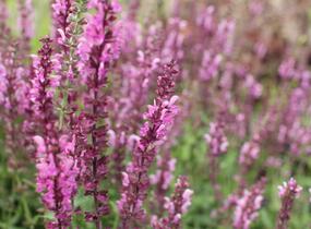 Šalvěj hajní 'Rosa Königin' - Salvia nemorosa 'Rosa Königin'