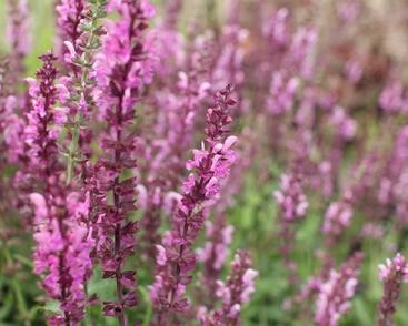 Šalvěj hajní 'Rosa Königin'