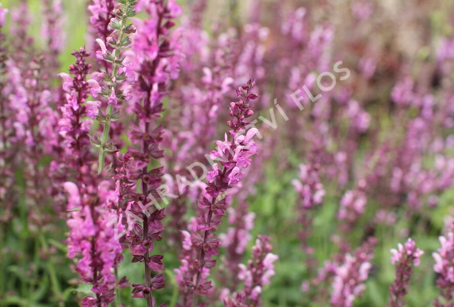 Šalvěj hajní 'Rosa Königin' - Salvia nemorosa 'Rosa Königin'