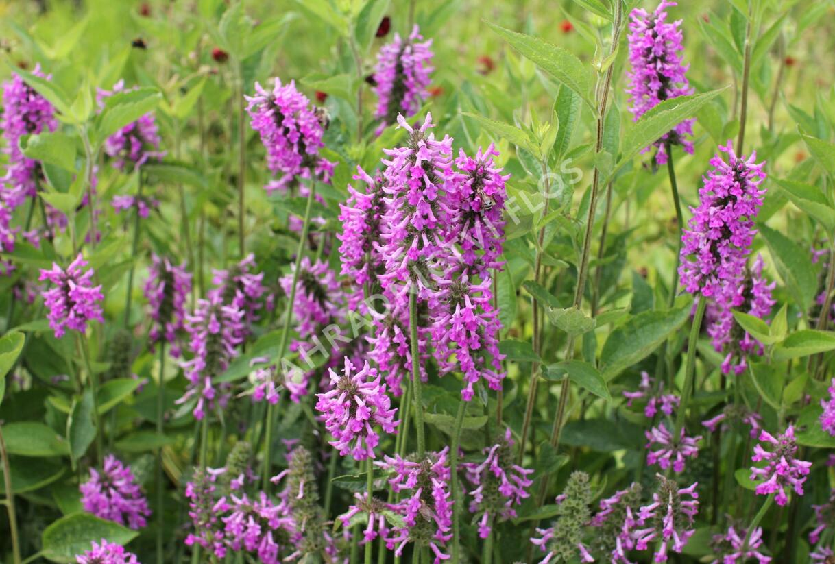 Čistec 'Summer Romance' - Stachys 'Summer Romance'