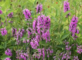 Čistec 'Summer Romance' - Stachys 'Summer Romance'