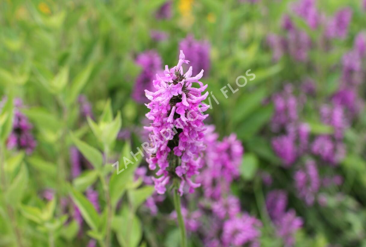 Čistec 'Summer Romance' - Stachys 'Summer Romance'