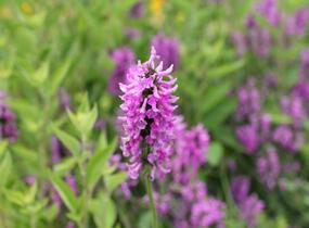 Čistec 'Summer Romance' - Stachys 'Summer Romance'