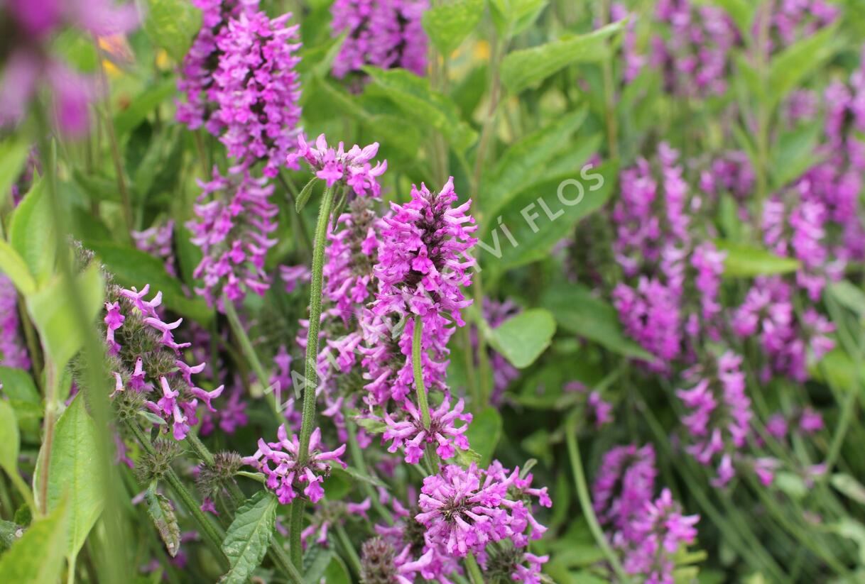 Čistec 'Summer Romance' - Stachys 'Summer Romance'