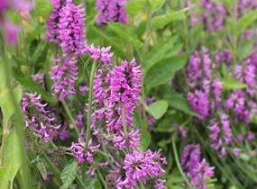 Čistec 'Summer Romance' - Stachys 'Summer Romance'