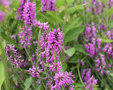 Čistec 'Summer Romance'