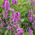 Stachys 'Summer Romance'.JPG